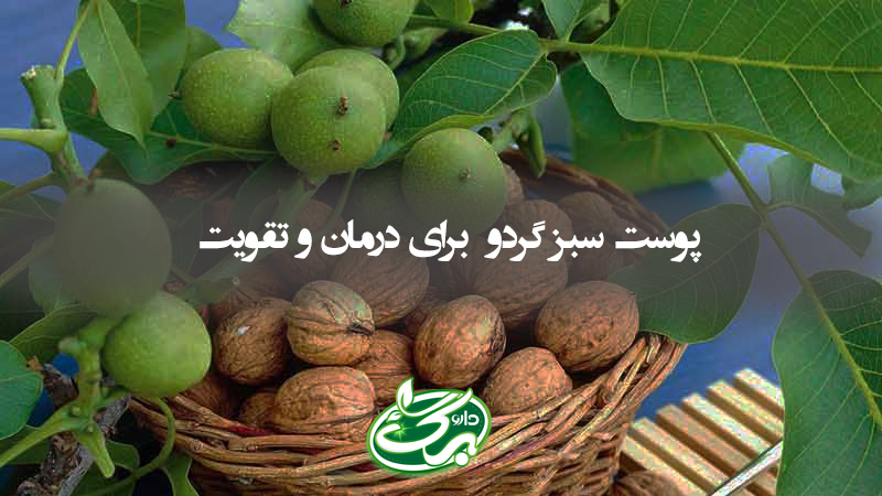 گردوی ایرانی خواص پوست سبز گردو