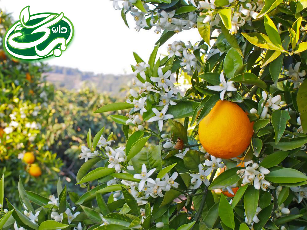 خرید بهارنارنج