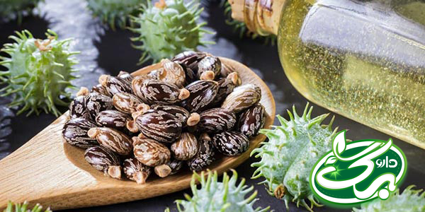 روغن کرچک خواص زیادی برای پوست و مو دارد.