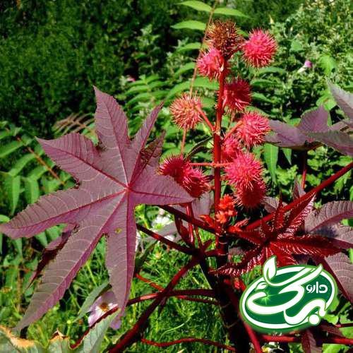 گیاه روغن کرچک که از دانه های آن روغن گرفته میشود.