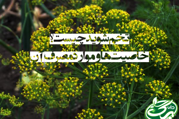 تخم شوید از داروبرگ