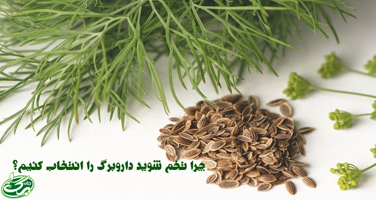 خرید تخم شوید از داروبرگ