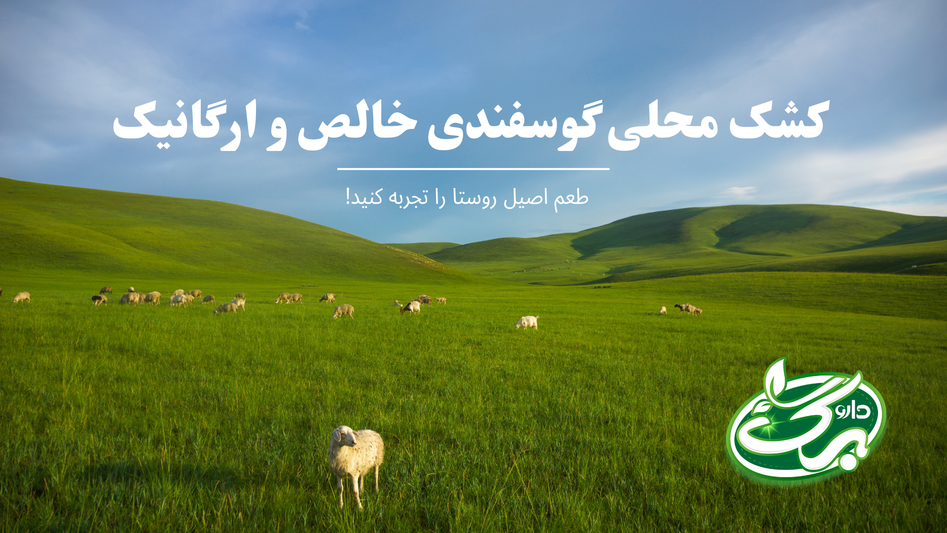 خرید کشک محلی گوسفندی آنلاین و با کیفیت