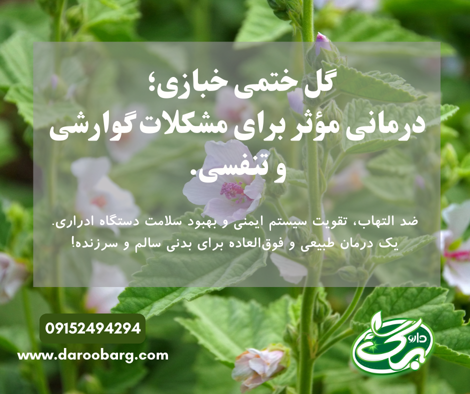 گل ختمی خبازی خرید آنلاین