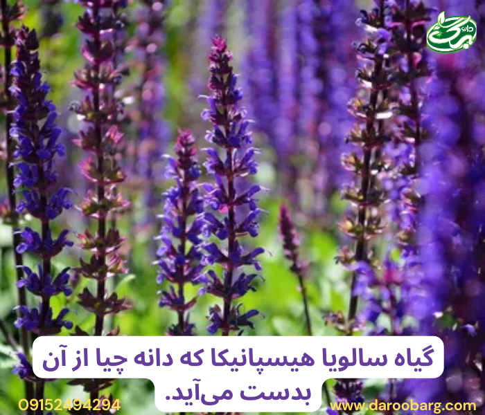 دانه چیا یکی از مغذیترین دانههای گیاهی و در دسته بذریجات است که از گیاه سالویا هیسپانیکا (Salvia Hispanica) به دست میآید.